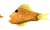 Swimming fish